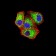 APAF1 Primary Antibody MP31379 [M2H9A1]