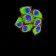 FOLR1 Primary Antibody MP31397 [M2G5C12]
