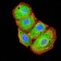 BTN2A2 Primary Antibody MP31402 [M4B11C8]