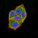 APC2 Primary Antibody MP31410 [M3A2G2]