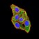CD49B Primary Antibody MP31439  [M5E3A8]