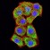 CD106 Primary Antibody MP31490 [M6A11D8]