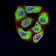 CD46Primary Antibody MP31496 [M5A8C11]