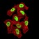 NAGR1 Primary Antibody MP31503 [M5G6C11]