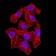 NAGR1 Primary Antibody MP31503 [M5G6C11]