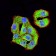 TRIM29 Primary Antibody MP31506 [M8C8G5]