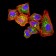 CLL1 Primary Antibody MP31540   [M4D5A8]