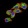 CD370 Primary Antibody MP31576  [M2H6H10]