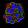 CD322 Primary Antibody  MP31590 [M7E4C5]