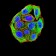 CD172G Primary Antibody MP31601 [M4F8C10]