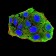 CD156 Primary Antibody  MP31603 [M3B10D7]