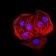 EHMT2 Primary Antibody MP31627  [M2D12A11]
