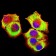 KAT2B Primary Antibody MP31630  [M7D12C8]