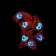 CTNNBL1 Primary Antibody MP31644  [M3C7F9]