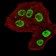 RBBP7 Primary Antibody MP31689  [M2A10C2]