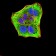 CASP6 mouse mab MP31730 [M3B7E10]