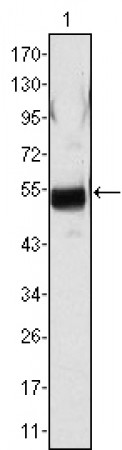 FGB Primary Antibody MP20348 [M1F9]