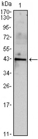 INHA Primary Antibody MP30113 [M4E2]