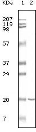 CD19 Primary Antibody MP20028 [M2E2B6B10]