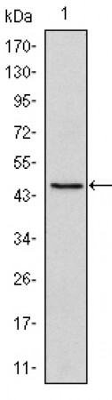 Oct4  Primary Antibody MP30147 [M5F7]