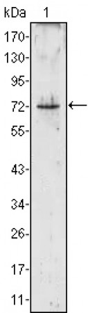 Proteinase 3 Primary Antibody MP20373 [M3B4]