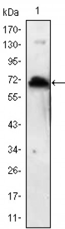 KLHL1 Primary Antibody MP30110 [M3A8]