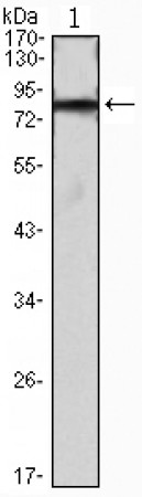 IHOG Primary Antibody MP30057 [M3G8]