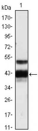 PROZ Primary Antibody MP20362 [M2B4]
