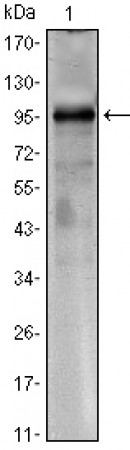 CRTC1 Primary Antibody MP30075 [M1B5]
