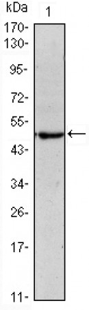 Oct4  Primary Antibody MP30119 [M7E7]