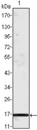 MCP-1 Primary Antibody MP20014 [M1A7B8]