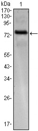 KLHL25 Primary Antibody MP30065 [M1B7]