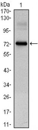 CLOCK Primary Antibody MP30034  [M8F7]