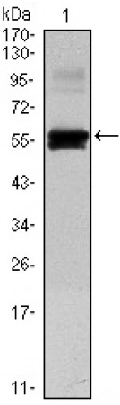 PAX6 Primary Antibody MP30066 [M1C8]