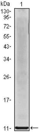 IL-8 Primary Antibody MP20013 [M3E4D8]