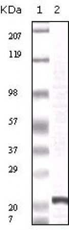 FGF2 Primary Antibody MP20059 [M2H5G2C11]