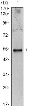 IL34 Primary Antibody MP30071 [M1D12]