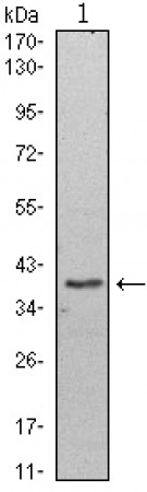 WDR5 Primary Antibody MP30073 [M7B11]