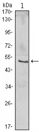NFKBIB Primary Antibody MP30082 [M7B4]