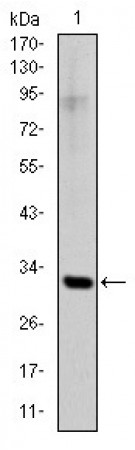 SNAI1 Primary Antibody MP30145 [M6D2]
