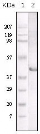 LAL Primary Antibody MP20061 [M9G7F12]