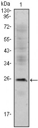 CD3E Primary Antibody MP30036 [M4E2]