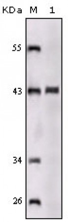 SORL1 Primary Antibody MP20150 [M3B6B11]