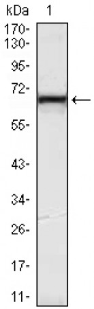 KLHL12 Primary Antibody MP30058 [M2G2]