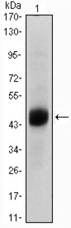 FOXA2 Primary Antibody MP20375 [M7H4B7]