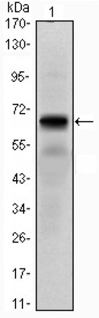 PTH1R Primary Antibody MP30085 [M4D2]