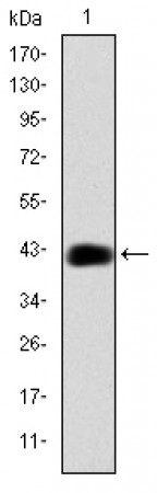 CEBPB Primary Antibody MP30258 [M3H9]