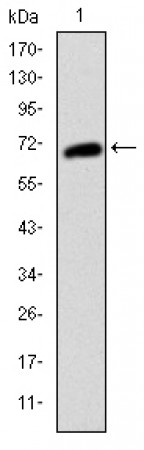KIT Primary Antibody MP30259 [M1C5]