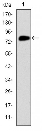 MCM2 Primary Antibody MP30260 [M2B3]