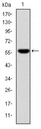 FGG Primary Antibody MP30271 [M4H9]